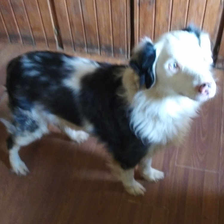 Marlin joined the competition — help win amazing prizes! dog, black_and_white, standing, wooden_floor, indoor, pet, canine, fur, looking_up, animal, household, cabinet, blurry, floor, portrait, domestic, companion, four_legs, fur_pattern, indoor_lighting