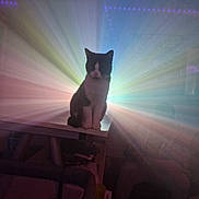 Monsieur a rejoint le concours — aidez-le/la à gagner de superbes lots ! animal, black_and_white_cat, cat, colorful, dim_lighting, furniture, glow, home, indoor, led_lights, light_rays, mystical, person, pets, portrait, rainbow_light, shadow, silhouette, sitting, table