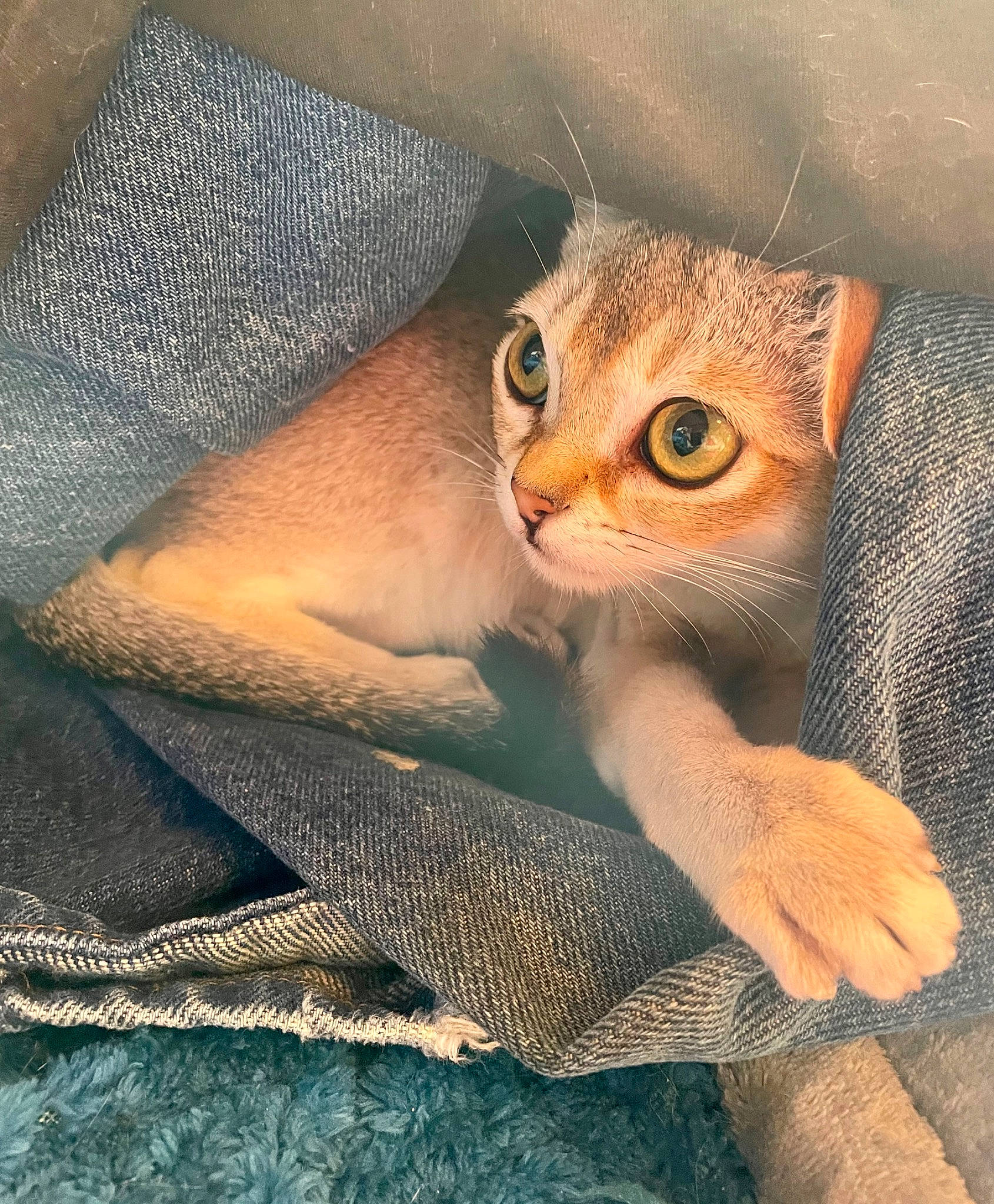 Munchkin is registered to the contest to win money with this photo: blanket, carnivore, cat, comfort, domestic_short_haired_cat, fawn, felidae, fur, linens, pattern, paw, photo_caption, sitting, small_to_medium_sized_cats, snout, tail, textile, whiskers