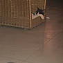 Minou participe au concours pour gagner de l'argent avec cette photo : cat, basket, woven, floor, tile, black_and_white, animal, pet, indoor, relaxing, feline, resting, home, quiet, cozy, corner, furniture, domestic, cute, lazy