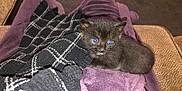 Minou participe au concours pour gagner de l'argent avec cette photo : kitten, black_cat, blue_eyes, blanket, fabric, cozy, indoor, pet, animal, small, cute, fur, whiskers, resting, lying_down, young, soft, texture, close_up, comfort