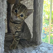 Roxy is registered to the contest to win money with this photo: kitten, cat, tabby, pet, cute, indoor, feline, animal, curious, fluffy, young, portrait, soft_light, cat_condo, cozy, fur, whiskers, ears, window, home