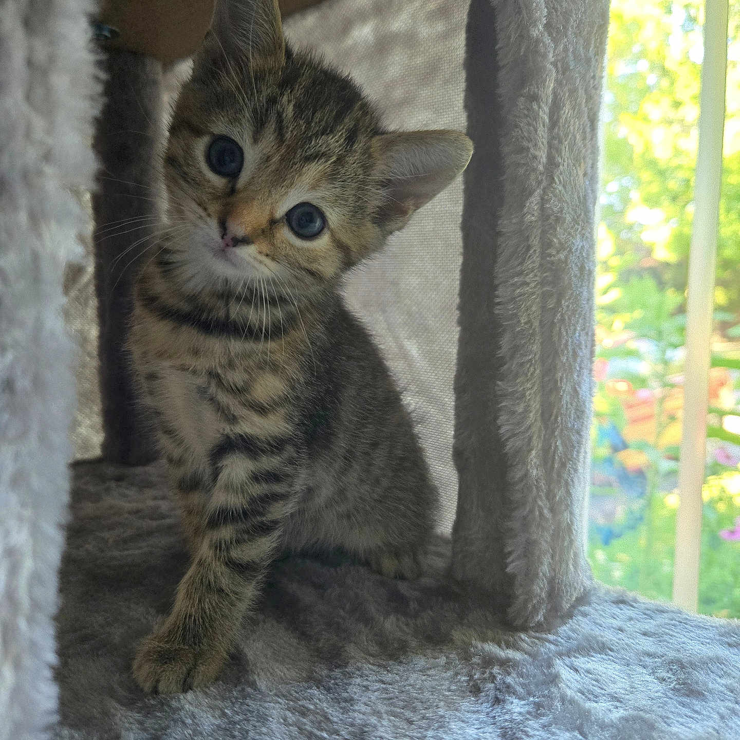 Roxy is registered to the contest to win money with this photo: kitten, cat, tabby, pet, cute, indoor, feline, animal, curious, fluffy, young, portrait, soft_light, cat_condo, cozy, fur, whiskers, ears, window, home