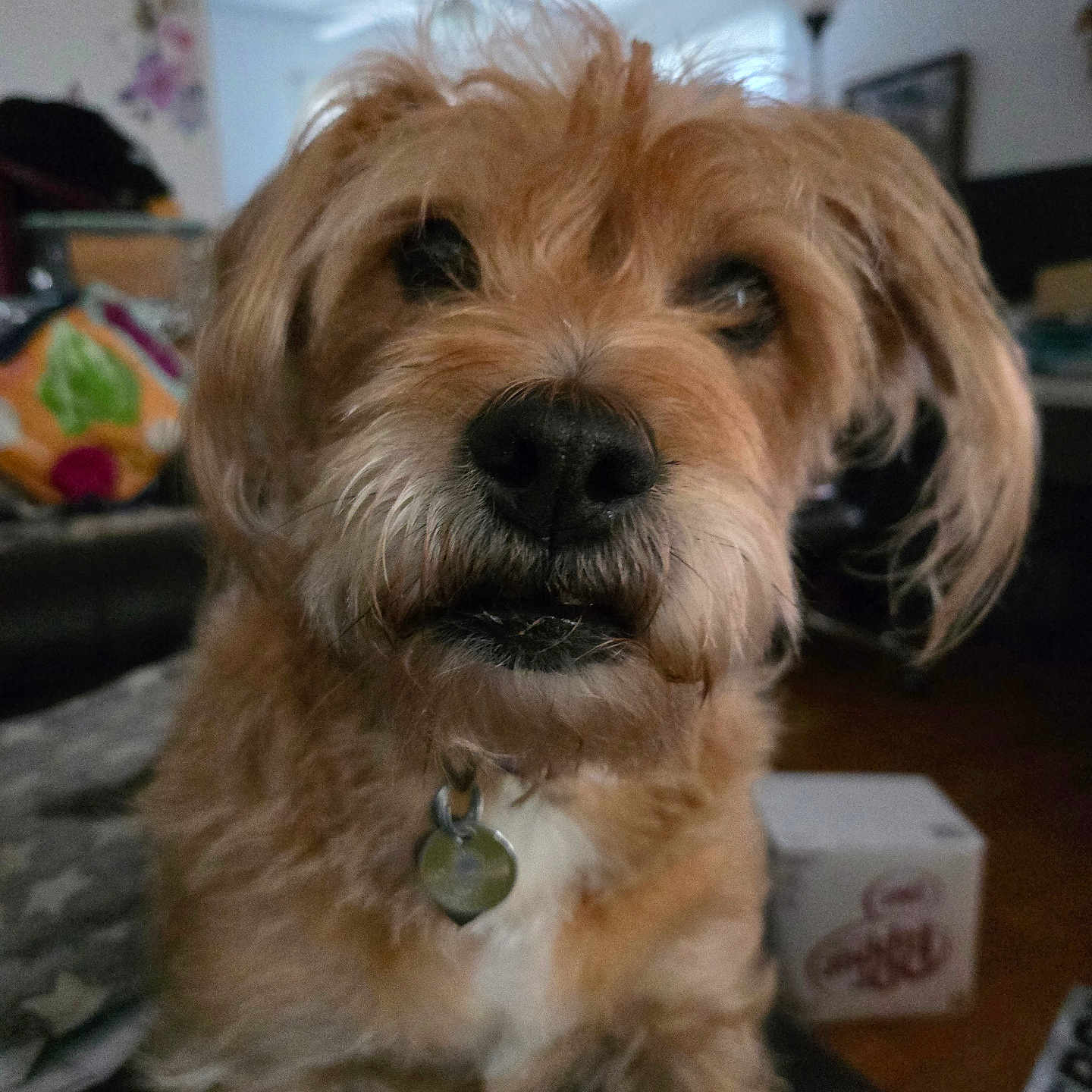 Penny