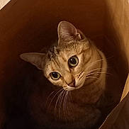 Plume participe au concours pour gagner de l'argent avec cette photo : animal, brown, cat, closeup, cozy, curious, cute, domestic, ears, eyes, feline, floor, indoor, looking_up, paper_bag, pet, soft_light, striped, tabby, whiskers