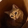 animal, brown, cat, closeup, cozy, curious, cute, domestic, ears, eyes, feline, floor, indoor, looking_up, paper_bag, pet, soft_light, striped, tabby, whiskers