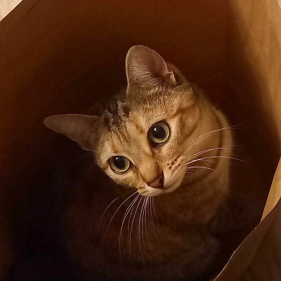 Plume participe au concours pour gagner de l'argent avec cette photo : animal, brown, cat, closeup, cozy, curious, cute, domestic, ears, eyes, feline, floor, indoor, looking_up, paper_bag, pet, soft_light, striped, tabby, whiskers