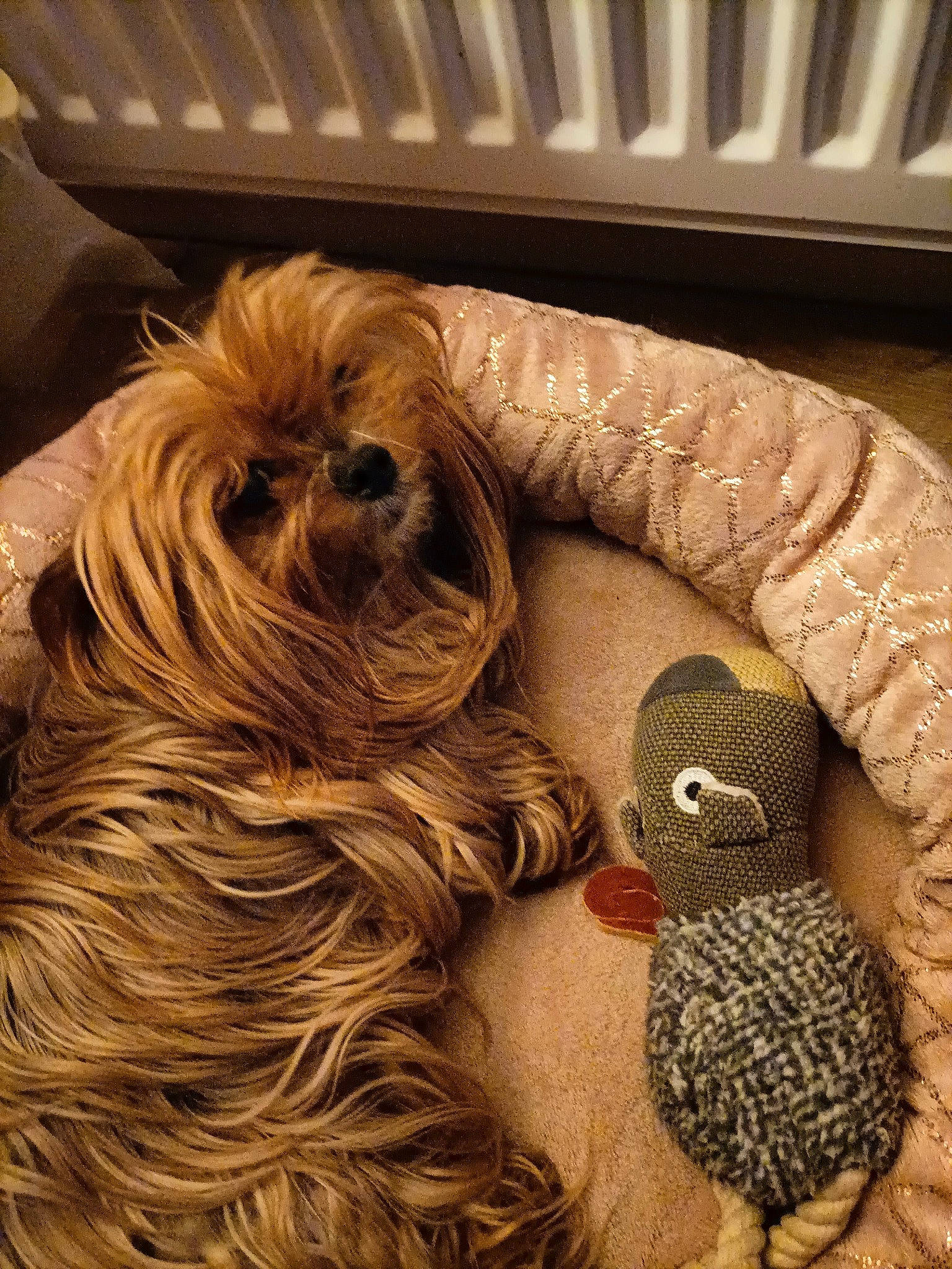 Ilona a rejoint le concours — aidez-le/la à gagner de superbes lots ! comfort, companion_dog, dog, dog_breed, fawn, fictional_character, flooring, fur, linens, liver, pattern, snout, stuffed_toy, tail, thread, toy, toy_dog, wood, wool, working_animal