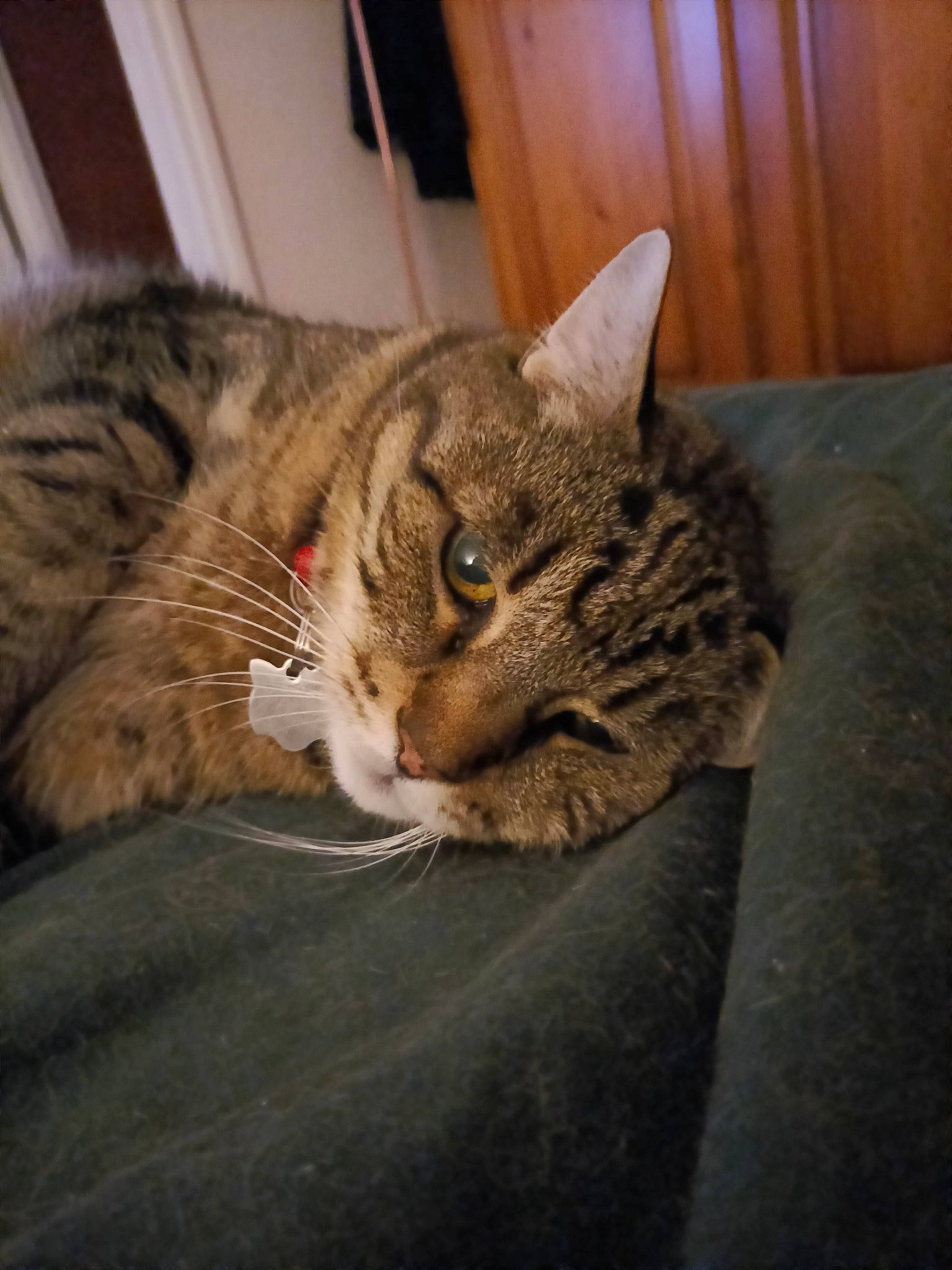 Arc En Ciel a rejoint le concours — aidez-le/la à gagner de superbes lots ! carnivore, cat, claw, comfort, domestic_short_haired_cat, felidae, fur, grey, hardwood, paw, sitting, small_to_medium_sized_cats, snout, tail, terrestrial_animal, whiskers, wood