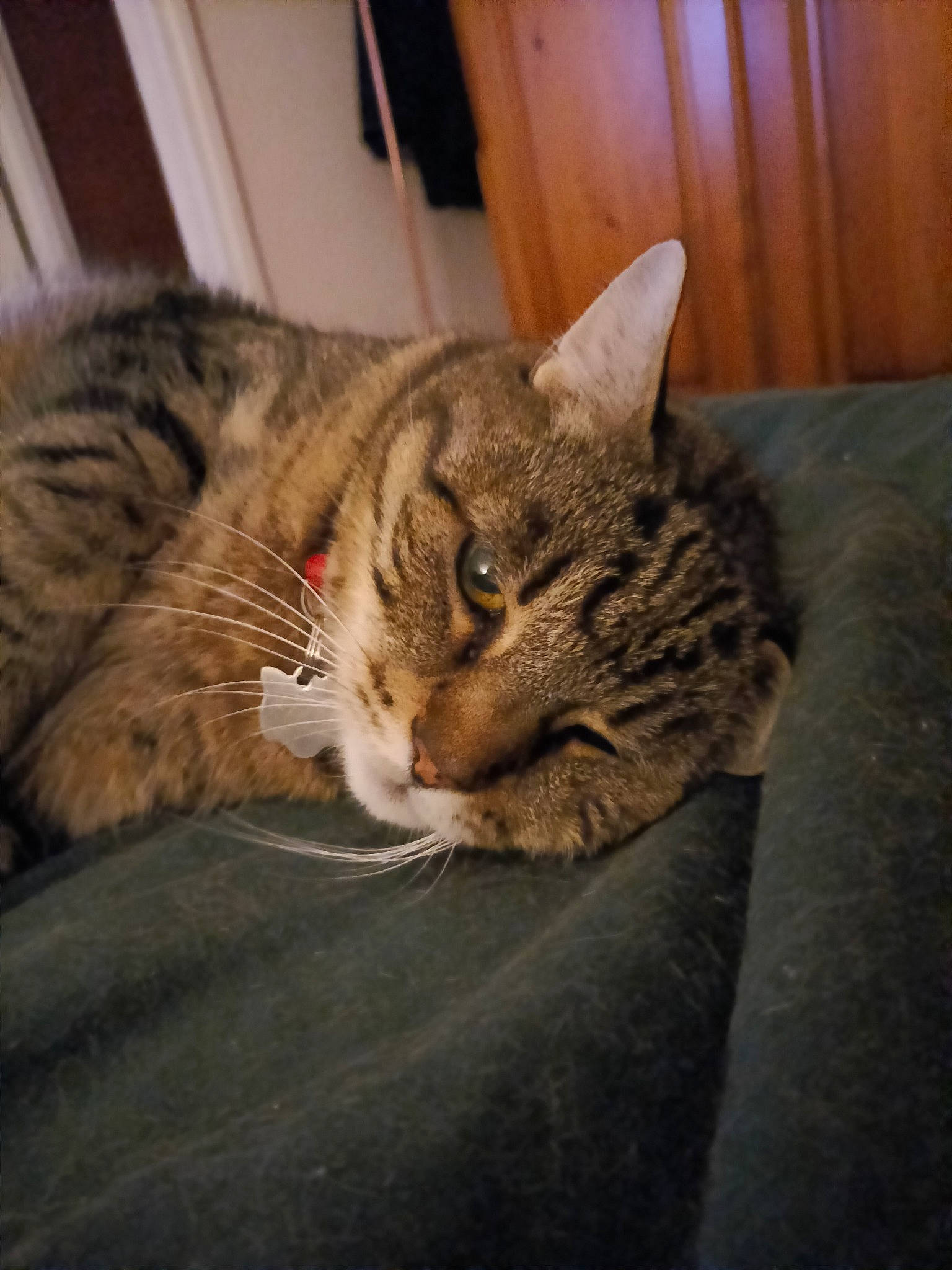 Arc En Ciel a rejoint le concours — aidez-le/la à gagner de superbes lots ! carnivore, cat, claw, comfort, domestic_short_haired_cat, felidae, fur, grey, hardwood, paw, sitting, small_to_medium_sized_cats, snout, tail, terrestrial_animal, whiskers, wood