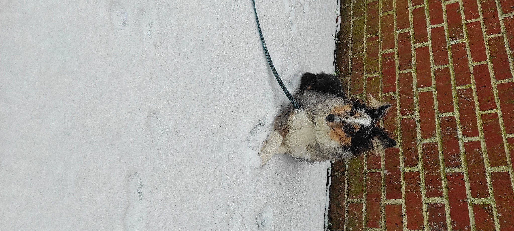 Bobby a rejoint le concours — aidez-le/la à gagner de superbes lots ! beak, carnivore, claw, domestic_short_haired_cat, fawn, felidae, fur, grey, mouse, muroidea, pest, pet_supply, rat, rodent, small_to_medium_sized_cats, snout, squirrel, tail, whiskers, wood