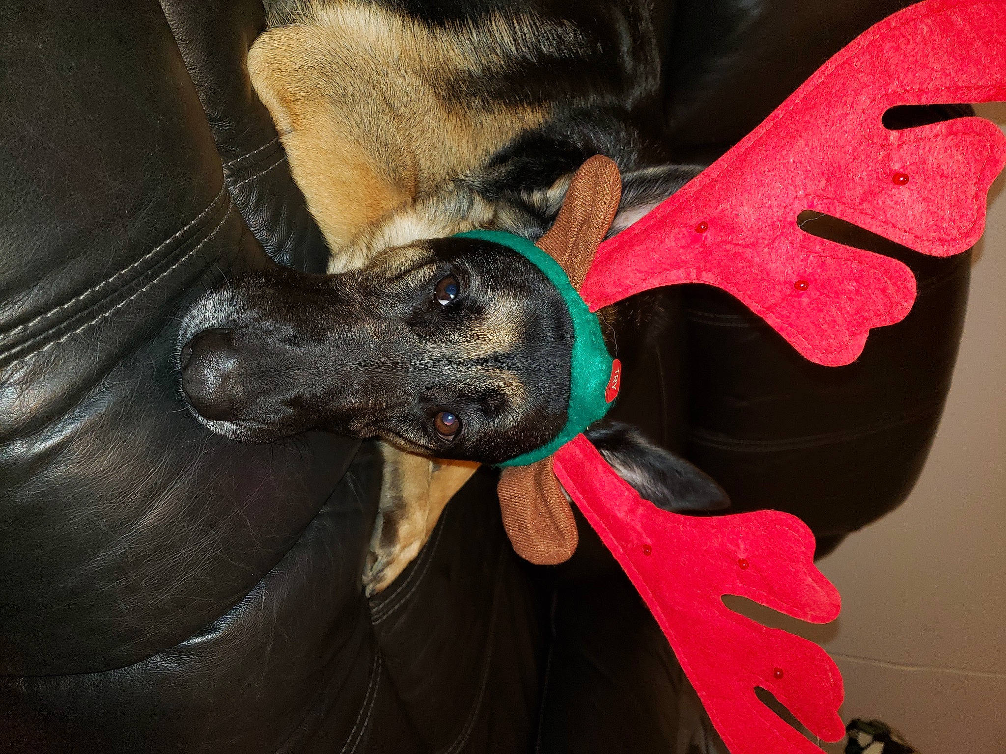 Lily joined the competition — help win amazing prizes! art, canidae, carmine, carnivore, collar, companion_dog, dog, dog_breed, dog_collar, dog_supply, fashion_accessory, fawn, fur, guard_dog, magenta, outdoor_shoe, personal_protective_equipment, sporting_group, visual_arts, working_animal