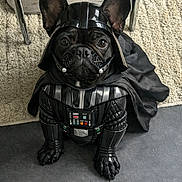 Alpha a rejoint le concours — aidez-le/la à gagner de superbes lots ! armor, black, cape, carpet, chair_leg, cosplay, costume, cute, darth_vader, dog, eyes, french_bulldog, helmet, home, indoor, paws, pet, portrait, sith, tile_floor