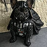 armor, black, cape, carpet, chair_leg, cosplay, costume, cute, darth_vader, dog, eyes, french_bulldog, helmet, home, indoor, paws, pet, portrait, sith, tile_floor