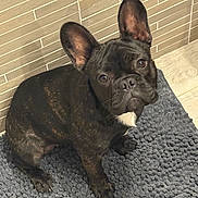 Alpha participe au concours pour gagner de l'argent avec cette photo : dog, french_bulldog, pet, black_fur, white_patch, mat, gray_mat, indoor, tile_wall, flooring, looking_up, ears_up, sitting, curious, portrait, animal, companion, cute, domestic, canine
