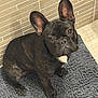 dog, french_bulldog, pet, black_fur, white_patch, mat, gray_mat, indoor, tile_wall, flooring, looking_up, ears_up, sitting, curious, portrait, animal, companion, cute, domestic, canine