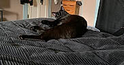 Lyla joined the competition — help win amazing prizes! animal, bed, bedspread, black_cat, cat, cozy, curious, domestic, dresser, feline, furniture, home, indoor, laying_down, looking_back, pet, relaxed, resting, room, soft_texture