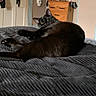 Lyla joined the competition — help win amazing prizes! animal, bed, bedspread, black_cat, cat, cozy, curious, domestic, dresser, feline, furniture, home, indoor, laying_down, looking_back, pet, relaxed, resting, room, soft_texture