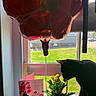 Lyla joined the competition — help win amazing prizes! animal, balloon, black_cat, cat, cozy, curious_cat, daylight, flower, flower_balloon, greenery, greeting_card, home_decor, indoor, nature, pet, plant_pot, potted_plant, sunlight, window, windowsill