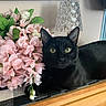 animal, black_cat, cozy, crystal_lamp, cute, decor, domestic_animal, feline, flowers, green_leaf, houseplant, indoor, lamp, leaf, pet, pink_flowers, plant, resting, table, wooden_surface