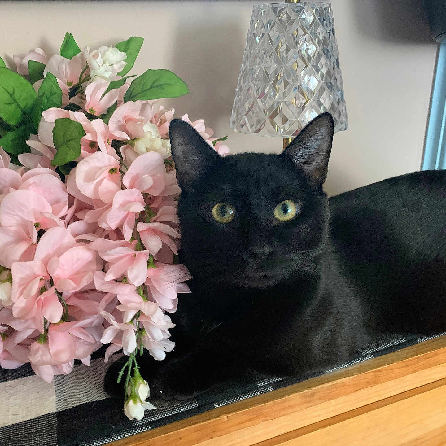 Lyla