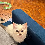 Azur a rejoint le concours — aidez-le/la à gagner de superbes lots ! kitten, cat, blue_eyes, fluffy, indoor, couch, blue_couch, wooden_floor, toy, playful, pet, animal, curious, young_cat, feline, closeup, cozy, domestic, cute, whiskers