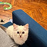 kitten, cat, blue_eyes, fluffy, indoor, couch, blue_couch, wooden_floor, toy, playful, pet, animal, curious, young_cat, feline, closeup, cozy, domestic, cute, whiskers