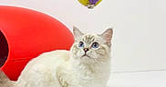 Azur a rejoint le concours — aidez-le/la à gagner de superbes lots ! cat, blue_eyes, fluffy, toy_ball, yellow, purple, red_cat_house, white_background, pet, indoor, curious, feline, cute, animal, playing, sitting, whiskers, ears, paws, domestic_cat