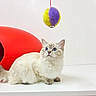 cat, blue_eyes, fluffy, toy_ball, yellow, purple, red_cat_house, white_background, pet, indoor, curious, feline, cute, animal, playing, sitting, whiskers, ears, paws, domestic_cat