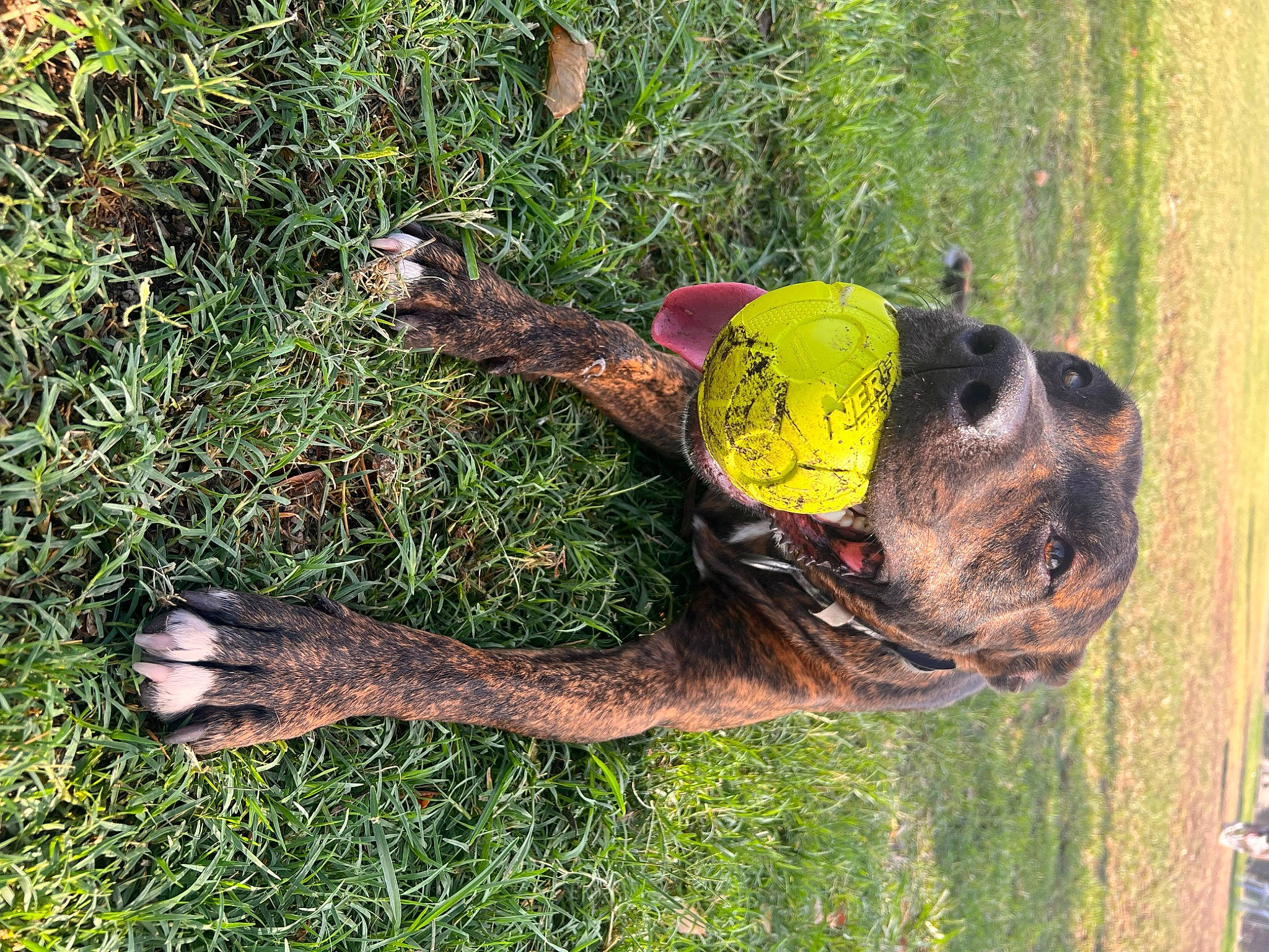Buck joined the competition — help win amazing prizes! ball, canidae, carnivore, collar, companion_dog, dog, dog_breed, dog_collar, fawn, grass, groundcover, hat, personal_protective_equipment, plant, snout, sporting_group, tail, tennis_ball, tree, working_animal