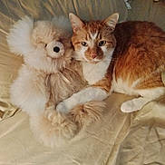 Baby is registered to the contest to win money with this photo: cat, stuffed_animal, teddy_bear, plush_toy, orange_cat, white_cat, bed, blanket, fabric, cuddle, resting, pet, animal, fur, soft, cute, indoor, cozy, relaxing, companion