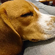 Nioki a rejoint le concours — aidez-le/la à gagner de superbes lots ! american_foxhound, beagle, beagle_harrier, carnivoran, companion_dog, dog, dog_breed, dog_breed_group, dog_like_mammal, english_foxhound, estonian_hound, harrier, hound, nose, puppy, snout, whiskers