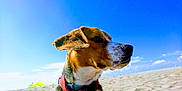 Nioki a rejoint le concours — aidez-le/la à gagner de superbes lots ! adventure, american_foxhound, beagle, dog, dog_breed, dog_like_mammal, english_foxhound, finnish_hound, hamiltonstovare, harrier, hound, hunting_dog, sky, snout