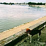 Nioki participe au concours pour gagner de l'argent avec cette photo : bank, beach, body_of_water, coast, dog, dog_like_mammal, river, sand, sea, shore, sky, vacation, water, water_resources