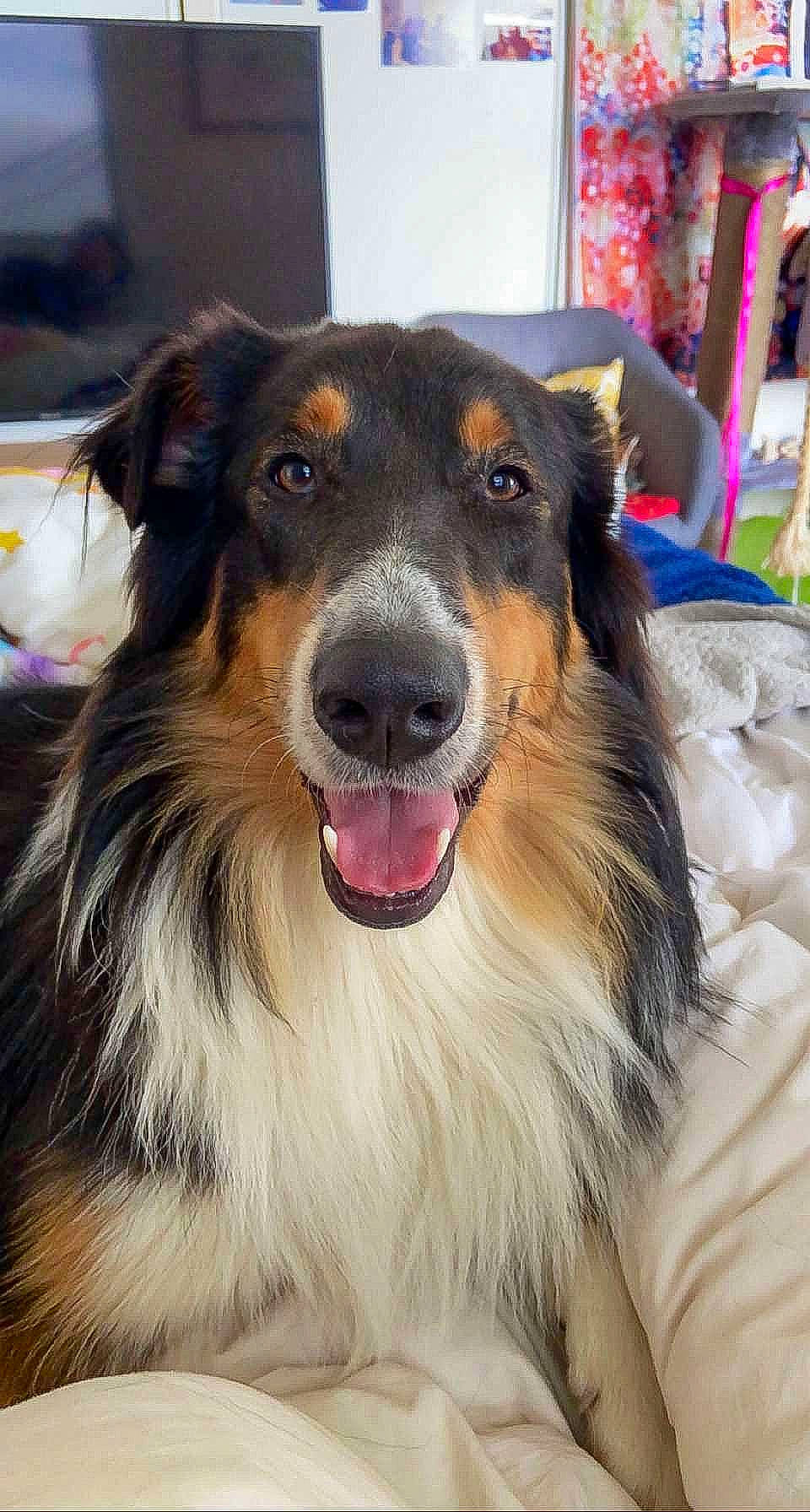 Ramsès a rejoint le concours — aidez-le/la à gagner de superbes lots ! canidae, carnivore, collar, companion_dog, dog, dog_breed, fur, head, iris, jaw, pet_supply, snout, sporting_group, whiskers, working_dog