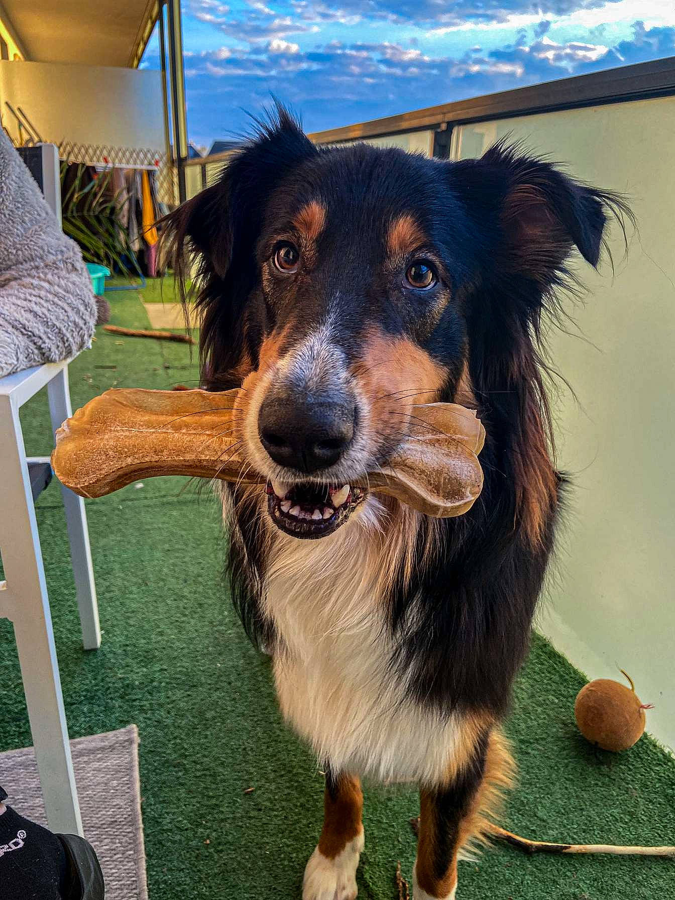 Ramsès a rejoint le concours — aidez-le/la à gagner de superbes lots ! canidae, carnivore, chair, cloud, companion_dog, dog, dog_breed, fur, grass, guard_dog, happy, herding_dog, plant, sky, smile, snout, sporting_group, whiskers, working_animal, working_dog