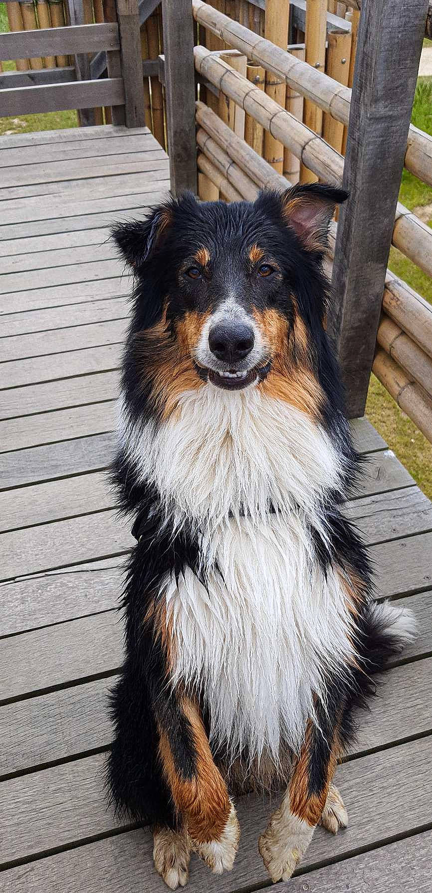 Ramsès participe au concours pour gagner de l'argent avec cette photo : ancient_dog_breeds, canidae, carnivore, collie, companion_dog, dog, dog_breed, fence, fur, giant_dog_breed, herding_dog, snout, sporting_group, terrestrial_animal, whiskers, wood, working_animal, working_dog