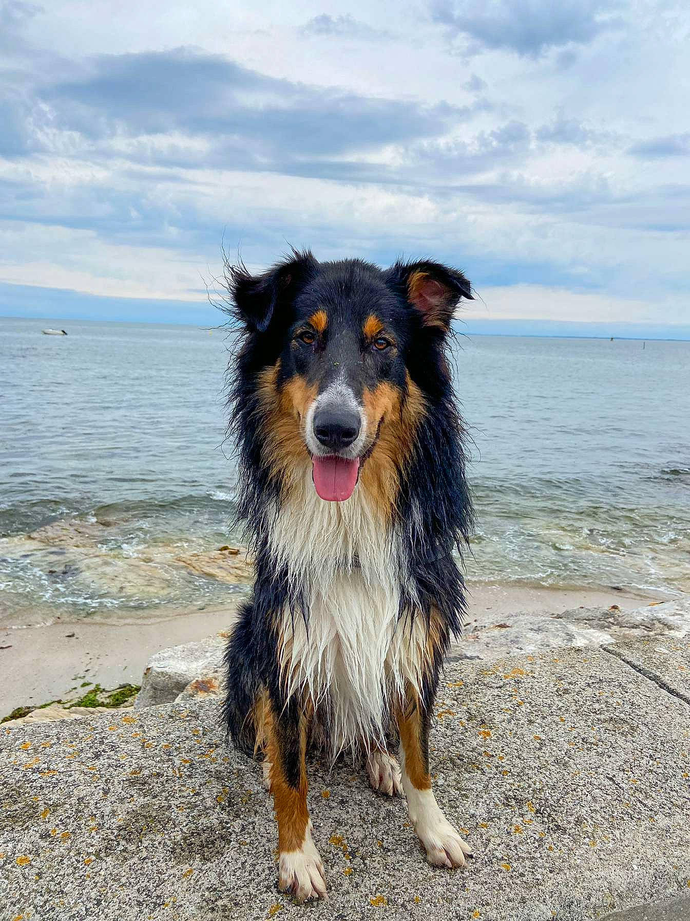 Ramsès participe au concours pour gagner de l'argent avec cette photo : beach, carnivore, cloud, collar, companion_dog, dog, dog_breed, fur, guard_dog, happy, herding_dog, horizon, ocean, sky, snout, sporting_group, water, wind_wave, working_animal, working_dog