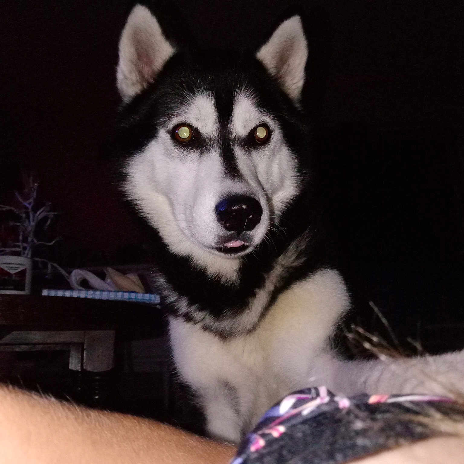 Narouto participe au concours pour gagner de l'argent avec cette photo : ancient_dog_breeds, art, canidae, canis, carnivore, companion_dog, dog, dog_breed, fur, non_sporting_group, siberian_husky, sled_dog, snout, sporting_group, terrestrial_animal, tree, whiskers, wildlife, wolf, working_dog