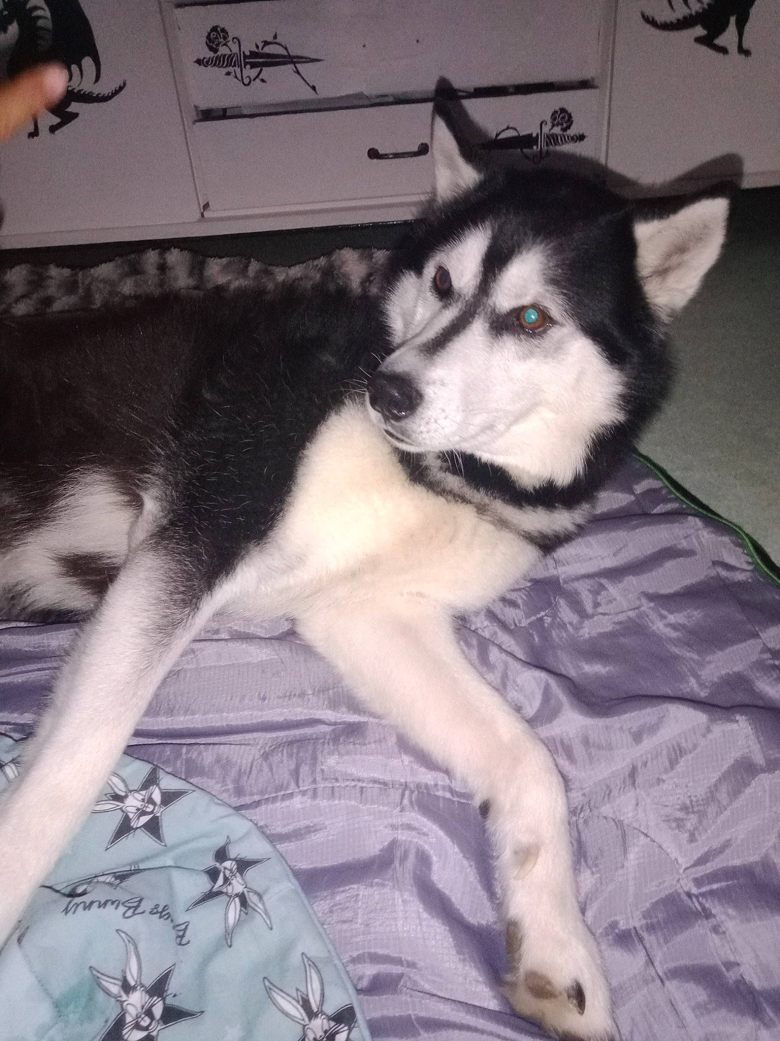 Narouto participe au concours pour gagner de l'argent avec cette photo : canidae, canis, carnivore, companion_dog, dog, dog_breed, foot, fur, human_leg, jaw, monochrome, monochrome_photography, non_sporting_group, sled_dog, snout, sporting_group, whiskers, wolf, working_animal, working_dog