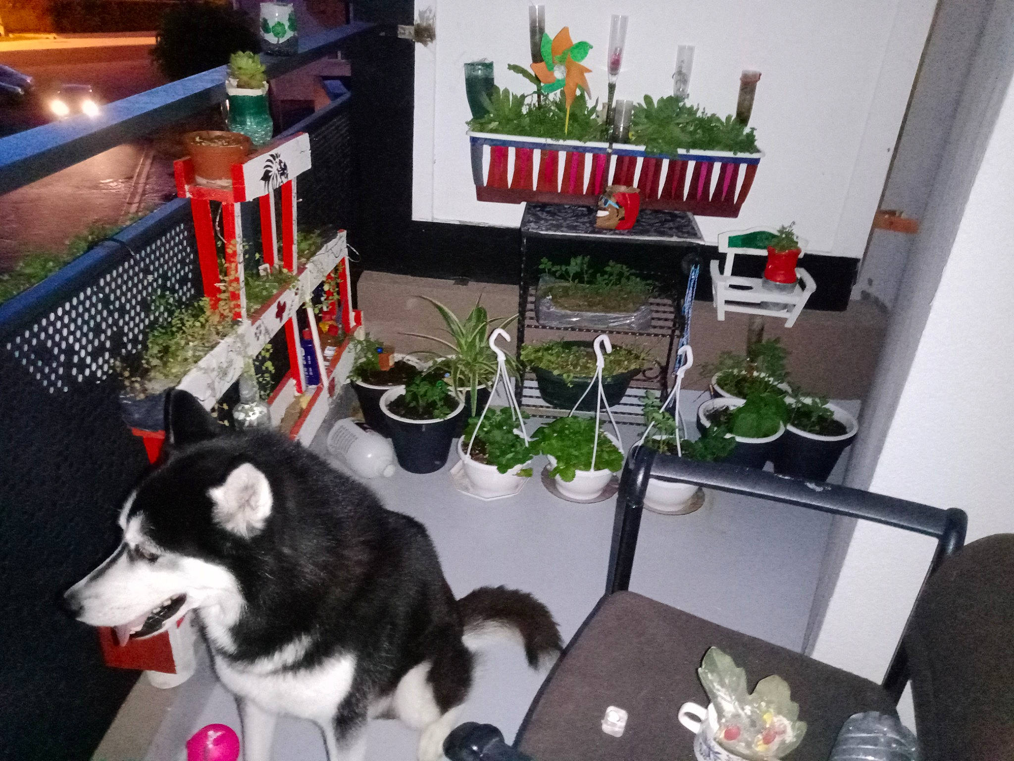 Narouto a rejoint le concours — aidez-le/la à gagner de superbes lots ! carnivore, companion_dog, dog, dog_breed, felidae, fence, flowerpot, fur, herb, herding_dog, houseplant, laptop, plant, room, sled_dog, small_to_medium_sized_cats, table, tail, whiskers, working_animal