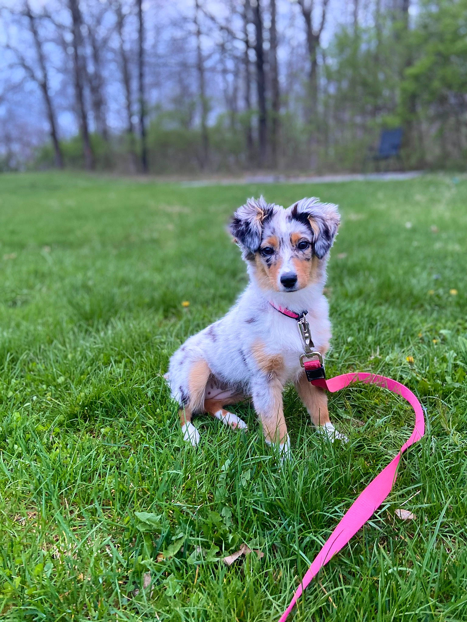 Kolet joined the competition — help win amazing prizes! canidae, carnivore, collar, companion_dog, dog, dog_breed, dog_collar, dog_supply, fawn, grass, grassland, lawn, pet_supply, plant, sky, sporting_group, tail, terrier, toy_dog, tree
