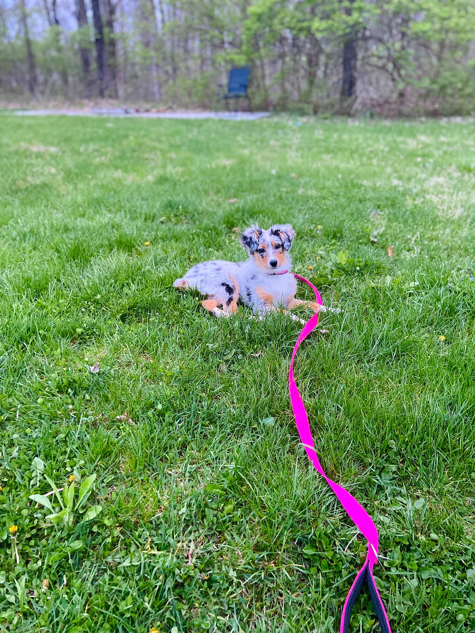 Kolet is registered to the contest to win money with this photo: carnivore, companion_dog, dog, dog_breed, fawn, grass, grass_family, grassland, groundcover, herbaceous_plant, lawn, leash, meadow, people_in_nature, plant, shrub, sporting_group, spring, tail, tree