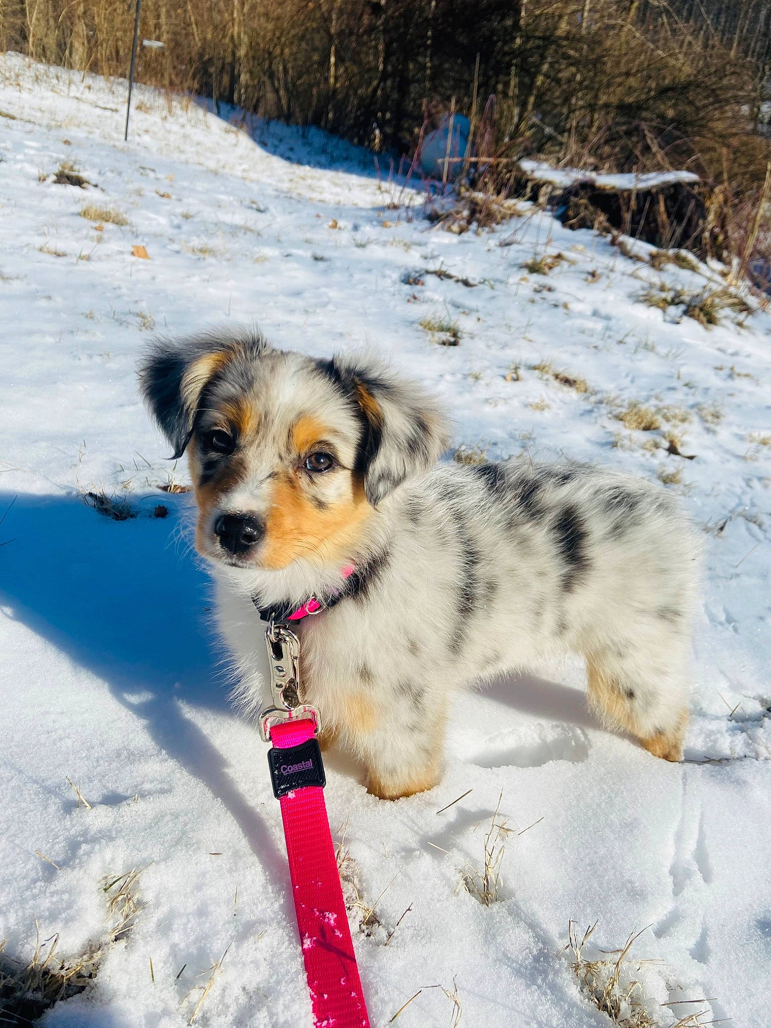 Kolet is registered to the contest to win money with this photo: canidae, carnivore, collar, companion_dog, dog, dog_breed, dog_collar, dog_supply, freezing, fur, herding_dog, mammal, plant, snow, sporting_group, tree, vertebrate, winter, working_animal, working_dog