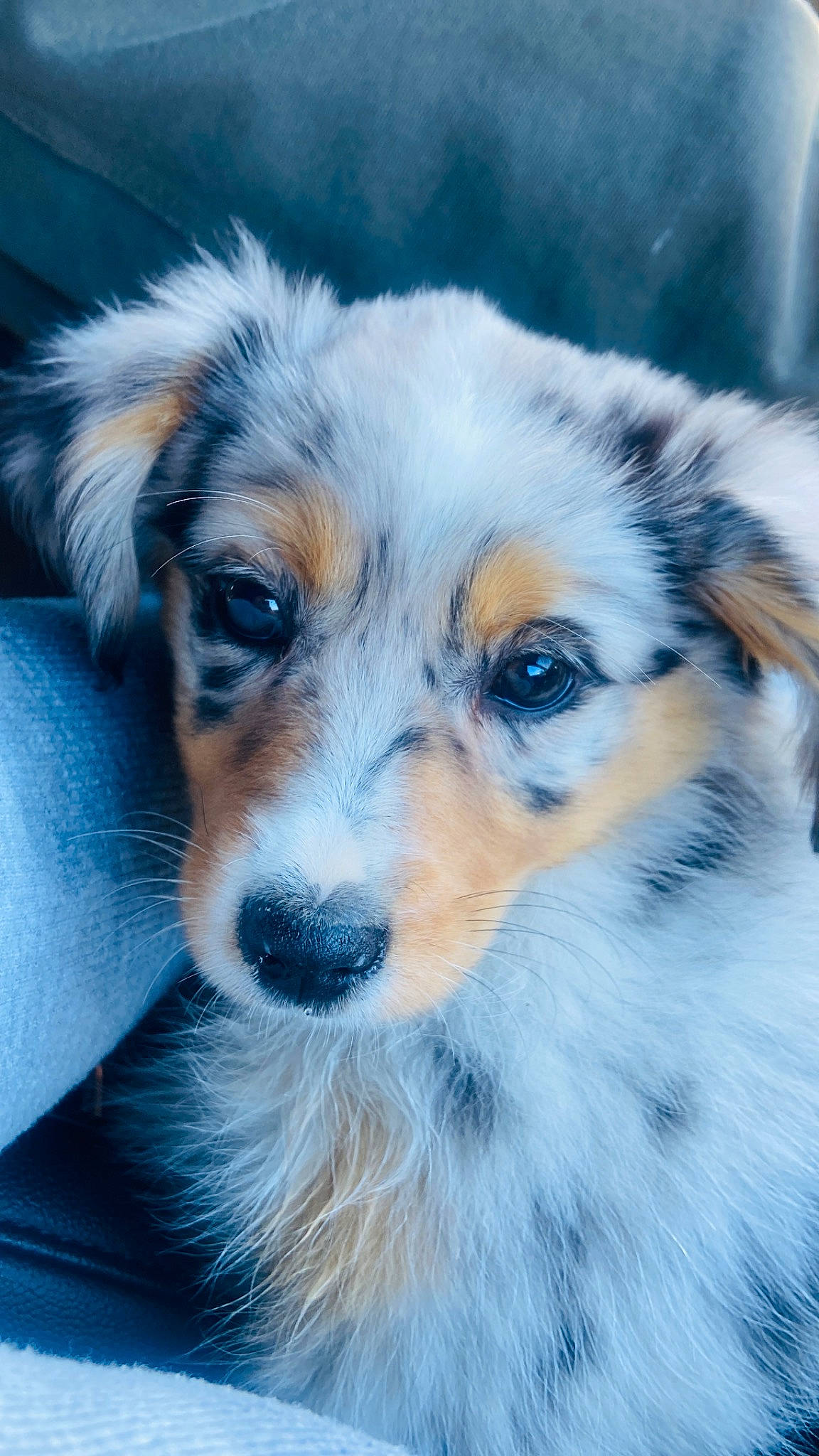 Kolet is registered to the contest to win money with this photo: canidae, carnivore, close_up, companion_dog, dog, dog_breed, electric_blue, fur, miniature_australian_shepherd, plant, puppy, snout, sporting_group, terrestrial_animal, toy_dog, whiskers, wildlife, working_dog