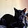 Salem