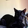 black_cat, cat, pet, animal, feline, indoor, relaxed, curious, fur, whiskers, ears, eyes, texture, gray_surface, soft_light, blurred_background, closeup, resting, domestic_cat, cute