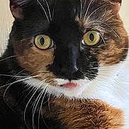 Milkyway joined the competition — help win amazing prizes! alert, animal, calico, cat, close_up, curious, cute, domestic_cat, face, feline, fur, indoor, muzzle, pet, portrait, soft_light, tongue_out, whisker_detail, whiskers, yellow_eyes