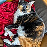 Milkyway joined the competition — help win amazing prizes! animal, calico, cat, closeup, comfortable, cozy, curious, cute, domestic, feline, fur, indoor, leather_couch, pet, red_blanket, relaxed, resting, soft_texture, whiskers, yellow_eyes