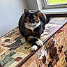 Milkyway joined the competition — help win amazing prizes! animal, calico_cat, cat, chest, curious, decorative, feline, fur, indoor, light, paws_crossed, pet, portrait, relaxed, resting, shadow, vintage, whiskers, window, yellow_eyes